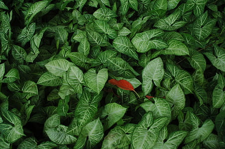 closeup photo of green leafed plants thumbnail