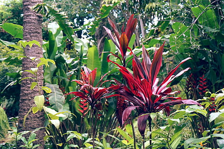Assorted Green Plants thumbnail