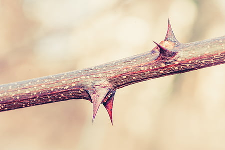 close-up photography of thorn on twig thumbnail
