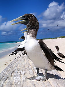 white and black birds during daytime thumbnail