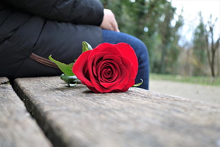 red rose flower on wooden bench thumbnail