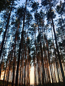 green leafed trees during daytime thumbnail