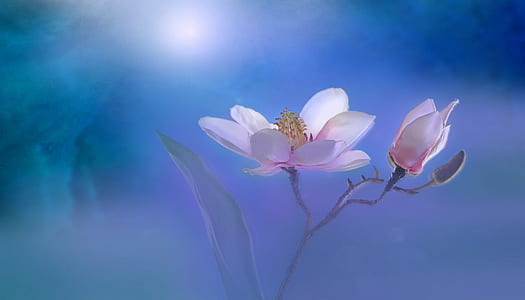 selective focus photo of pink magnolia flower thumbnail