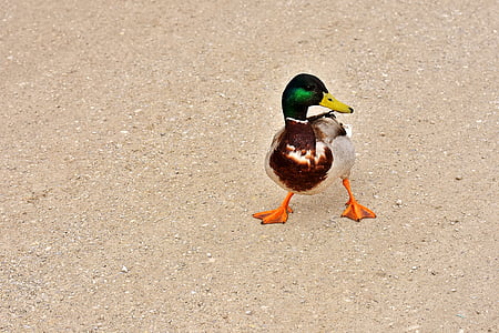 male Mallard duck on brown sand thumbnail