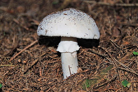 depth of field photography of white mushroom thumbnail