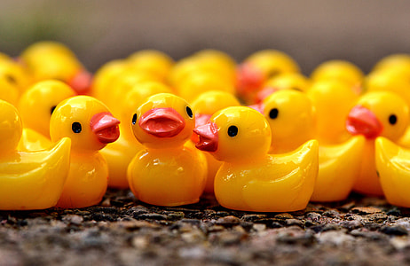 selective focus photography of rubber duckling toys thumbnail