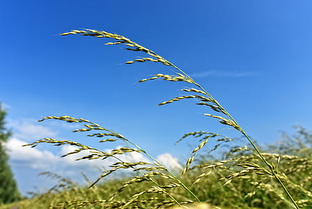 close-up photo of green wheat thumbnail