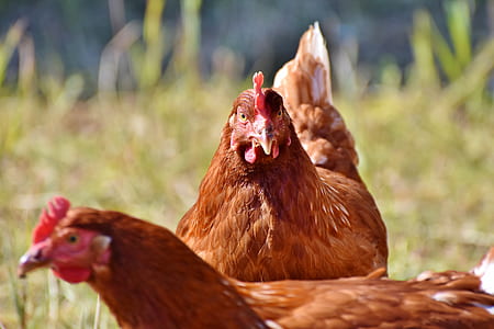 close-up photo of two brown hens thumbnail