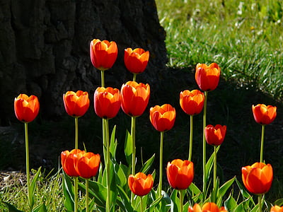 orange tulips near rock thumbnail