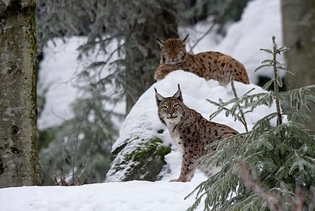two brown Lynx thumbnail