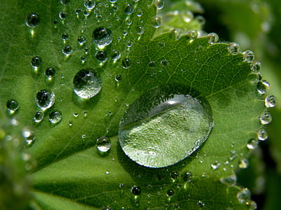 Water Droplets on Green Leaf thumbnail