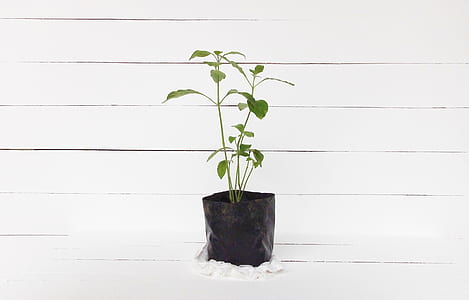 green plant in a black pot thumbnail