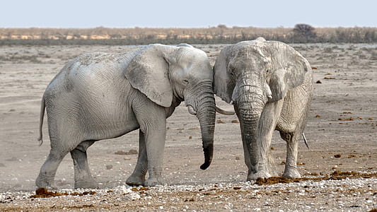 two gray elephants on gray sand under white clouds and blue sky thumbnail