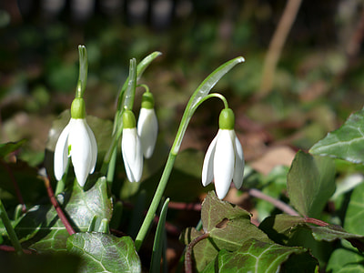 Snowdrop, Frühlingsanfang thumbnail