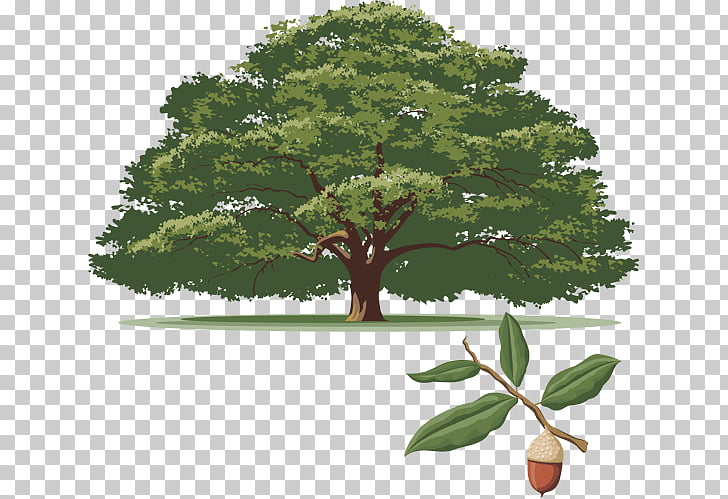 Illustration Quercus Agrifolia - Illustration of Many Recent Choices