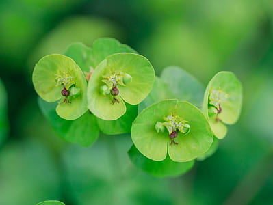 shallow focus photo of green leagves thumbnail