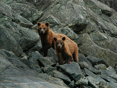 two brown bears stands on grey concrete rocks thumbnail