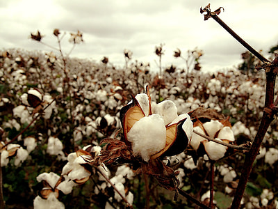 white cotton flower field at daytime thumbnail