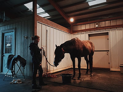 woman holding leash of brown horse thumbnail