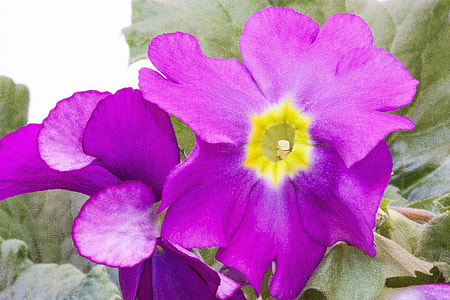 Primroses, Primula Vulgaris Hybrid thumbnail