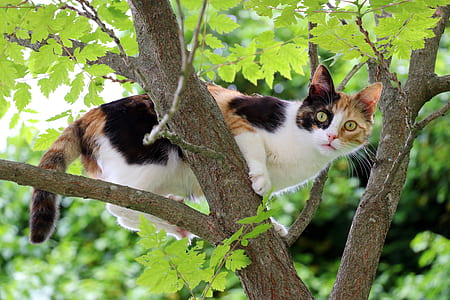 white, orange, and black cat on tree thumbnail