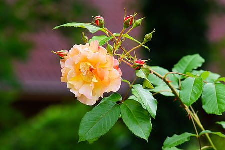 orange rose flower in selective focus photography thumbnail