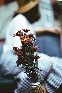 Selective Focus Photography of a Red Petaled Flowers thumbnail