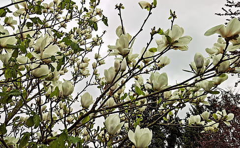 white flower on tree branch thumbnail