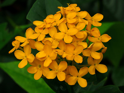 tilt shift photography of yellow flowers thumbnail