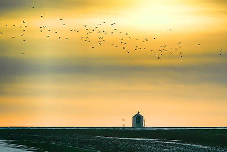house under yellow sky with birds flying thumbnail