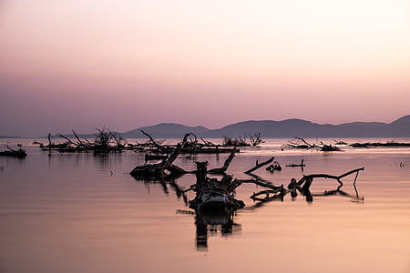 bare trees on body of water and mountains thumbnail