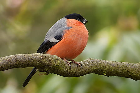 focus photography of Eurasian bullfinch thumbnail