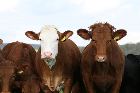 three brown cows thumbnail