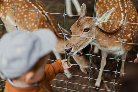 photo of boy feeding spotted doe thumbnail