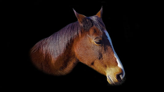 photo of brown horse headbust thumbnail