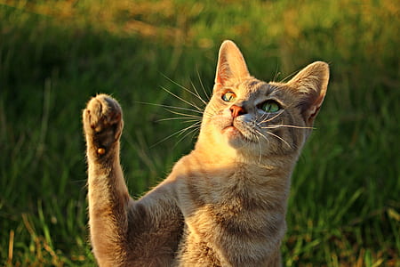 selective focus of brown tabby cat thumbnail