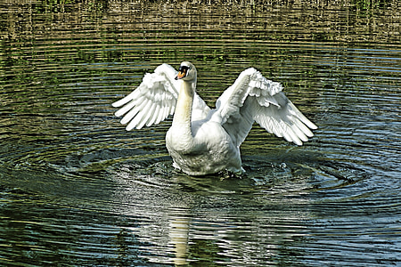 white swan on body of water thumbnail