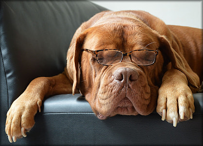 red French mastiff wearing an eyeglasses while lying on sofa thumbnail