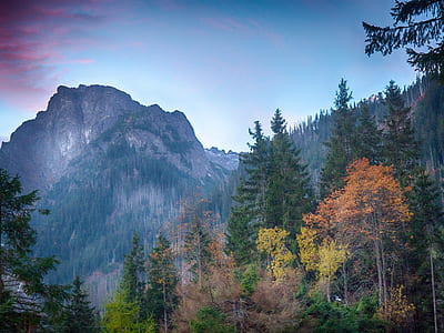 landscape photograph of woods and mountain thumbnail