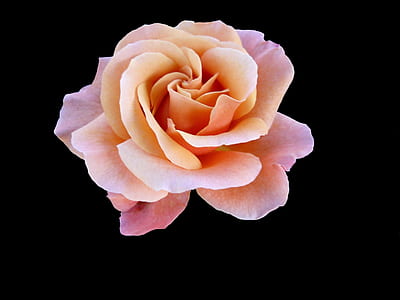 pink rose illustration thumbnail