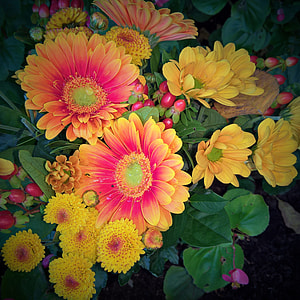 Autumn Bouquet, Gerbera thumbnail
