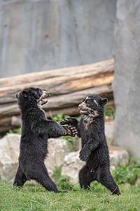 two black animals thumbnail