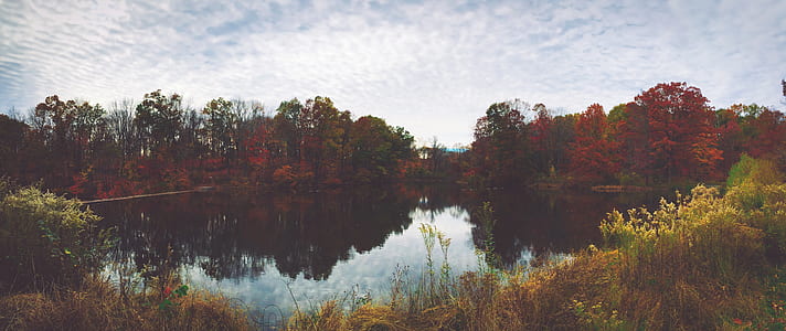 brown leaf trees beside body of water thumbnail