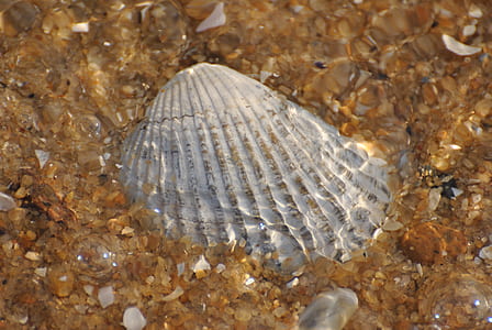 gray seashell on water thumbnail
