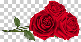 Rose Red Teleflora Flower bouquet, Three Red Roses , red flowers PNG clipart