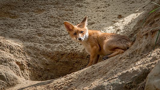 red Fox on gray rock formation during daytime thumbnail