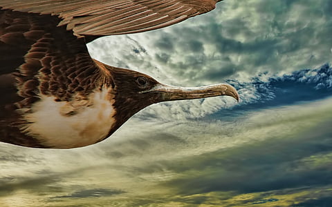 brown and white bird flight under blue sky thumbnail