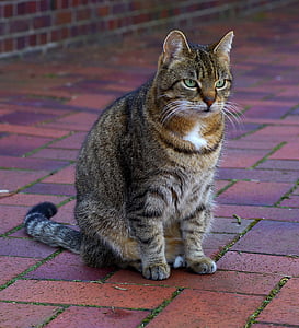 silver tabby cat on brown concrete floor thumbnail