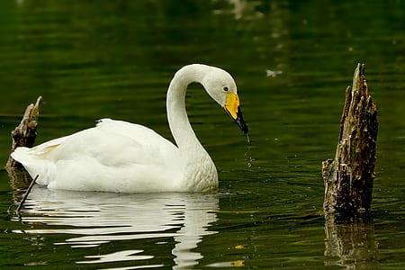 mute swan on body of water thumbnail