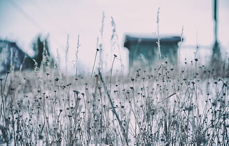 closeup photo of grass thumbnail